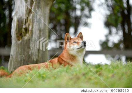 Shiba Inu Shiba Inu 64268930