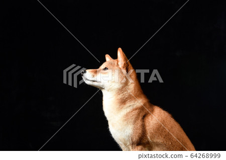 柴犬肖像 64268999