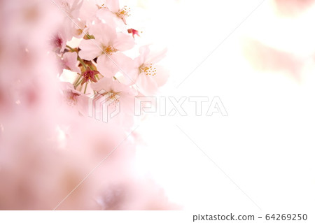 櫻花 櫻花 64269250