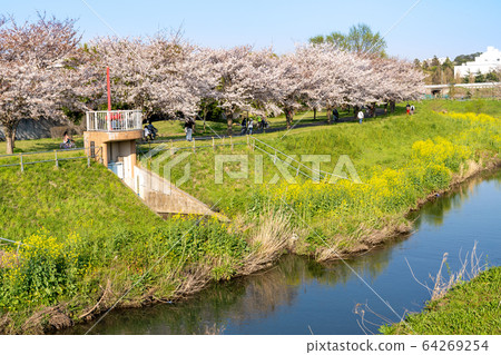 大ori河的櫻花<千葉縣柏市,2020年4月> 大ori河的櫻花<千葉縣柏市,2020年4月> 64269254