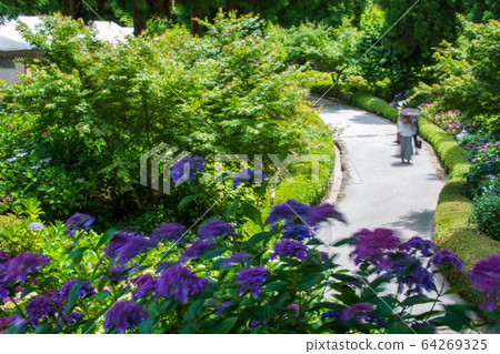 Hydrangea Hydrangea Mihara Sankeien Hydrangea Hydrangea Hydrangea Mihara Sankeien Hydrangea 64269325