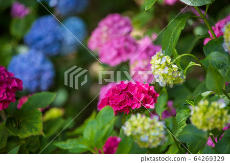 Hydrangea Hydrangea Mihara Sankeien Hydrangea Hydrangea Hydrangea Mihara Sankeien Hydrangea 64269329