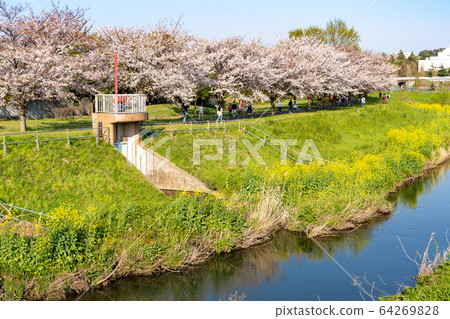 Cherry blossoms of Ohori River <Kashiwa City, Chiba Prefecture, April 2020> 64269828