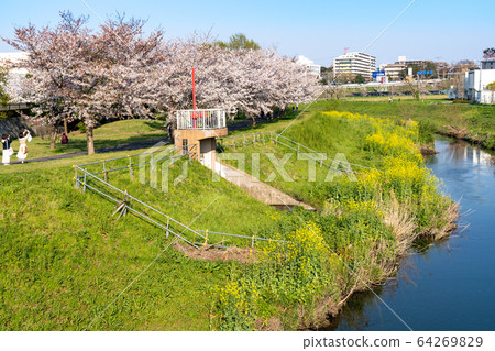 大ori河的櫻花<千葉縣柏市,2020年4月> 大ori河的櫻花<千葉縣柏市,2020年4月> 64269829