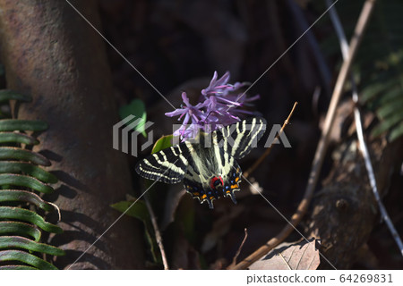 Gif butterfly 64269831