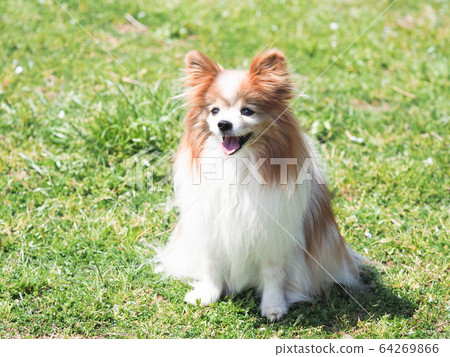 Laughing papillon 64269866