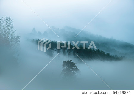 tree in cloud pai thailand 64269885