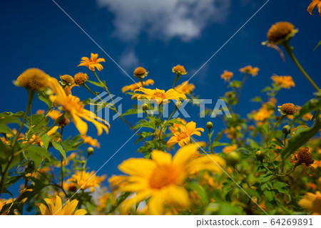 Sunflower on mountain mea hong son Thailand Sunflower on mountain mea hong son Thailand 64269891