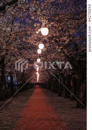 Cherry blossoms at night Cherry blossoms at night 64270854