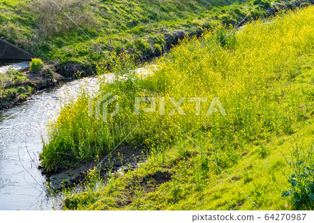 Rape blossoms along the river <Ohorikawa, Kashiwa-shi, Chiba, April 2020> Rape blossoms along the river <Ohorikawa, Kashiwa-shi, Chiba, April 2020> 64270987