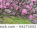  Plum 01 64271602