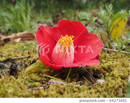 Camellia 64271681