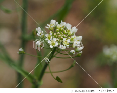 Nazna Nazna 64271697