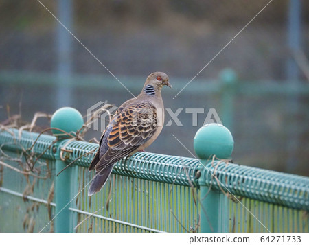 Turtledove  64271733
