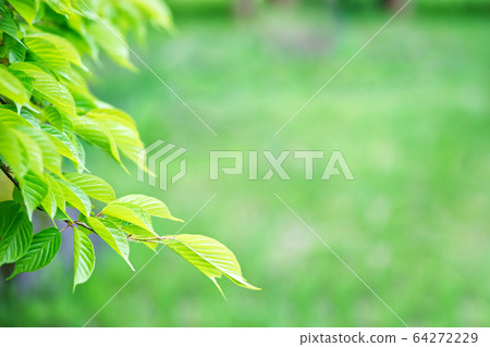 Fresh green 64272229