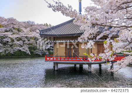 Abe Fumimuin Cherry tree Abe Fumimuin Cherry tree 64272375