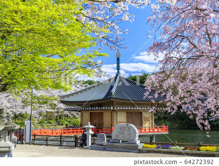 Abe Fumimuin Cherry tree Abe Fumimuin Cherry tree 64272392