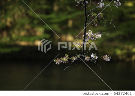 公園 公園 64272461