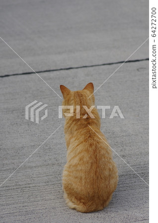 Cat waiting for return Cat waiting for return 64272700