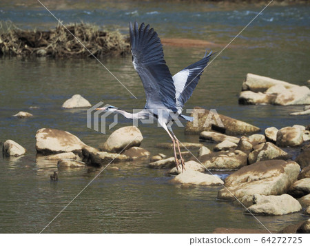 Gray heron 64272725