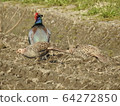 Pheasant parent and child 4 64272850