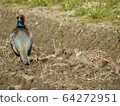 Pheasant parent and child 5 64272951
