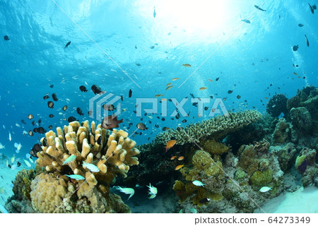 珊瑚和小魚 64273349