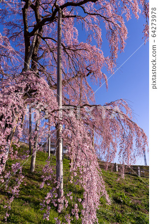 Fukushima ken Miharu Taki櫻桃 Fukushima ken Miharu Taki櫻桃 64273978