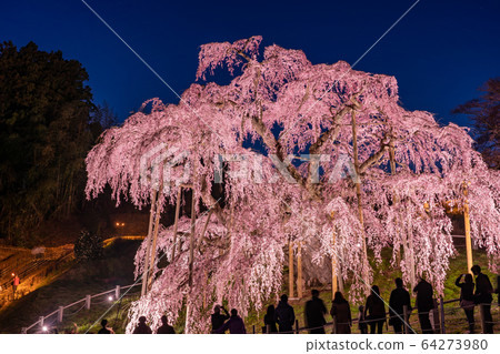 福島縣三春瀑布櫻花夜景 福島縣三春瀑布櫻花夜景 64273980