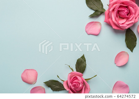 Pink roses on blue background. Beautiful flower 64274572