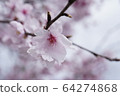 櫻桃樹 64274868