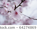 櫻桃樹 64274869
