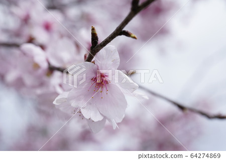 櫻桃樹 64274869