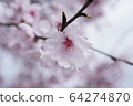 櫻桃樹 64274870