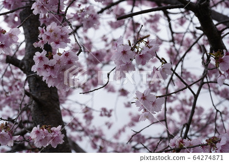 櫻桃樹 64274871