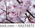 櫻桃樹 64274872