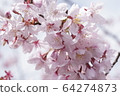 櫻桃樹 64274873