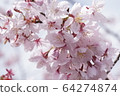 櫻桃樹 64274874