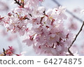 櫻桃樹 64274875