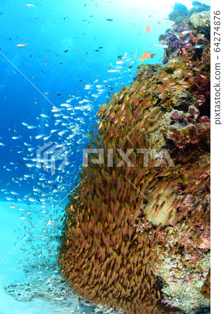 珊瑚和小魚 64274876