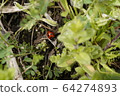 瓢蟲 64274893