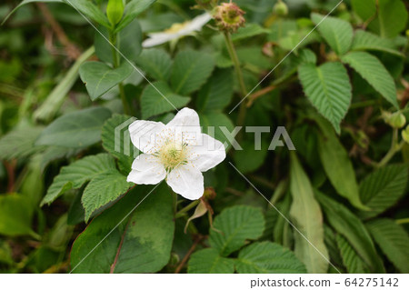 Wild Strawberries  64275142