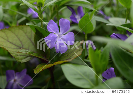 Wild grass 64275145