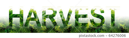 The word harvest on the background of bushes greens carrots. Growing food, harvesting vegetables. Cultivation, agriculture and agribusiness. Industry. Fresh young green carrot leaves. Harvest campaign 64276006