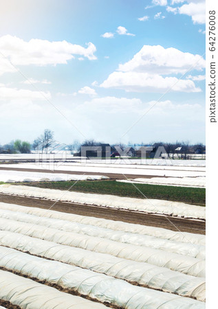 Farm fields plantations in early spring fields covered with spunbond agrofibre. Agricultural technologies in farming. Greenhouse effect. Protection plants from temperature changes atmospheric effects Farm fields plantations in early spring fields covered with spunbond agrofibre. Agricultural technologies in farming. Greenhouse effect. Protection plants from temperature changes atmospheric effects 64276008