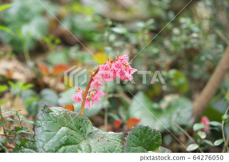 Oui Iwagami 64276050