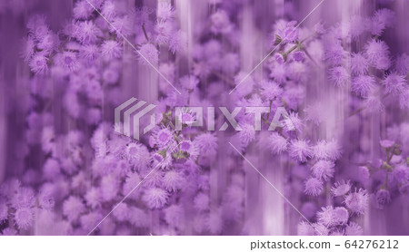 Beautiful blurred floral purple background 64276212