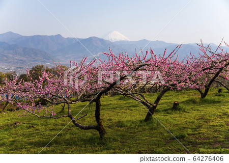 Fuji and peach blossoms 64276406
