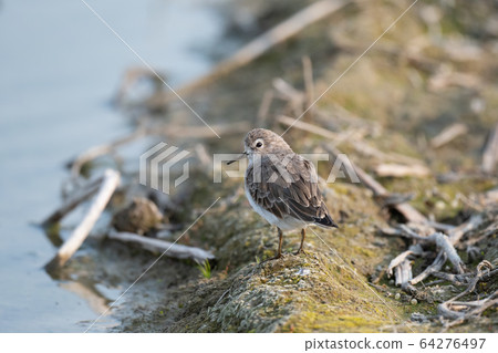 Ojiro Tounen resting on the shore 64276497