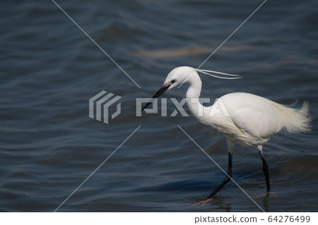 Kosagi looking for food 64276499